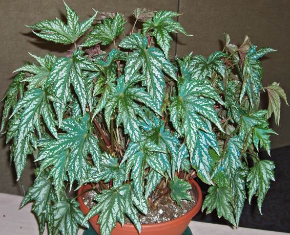 B. ‘Charles Jaros’